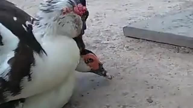 Duck on in