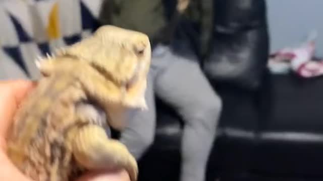 Guy Has a Very Strong Reaction to Pet Lizard