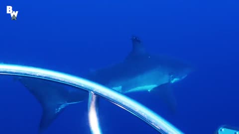 Great White Shark Submarine Explores the Kill Zone!