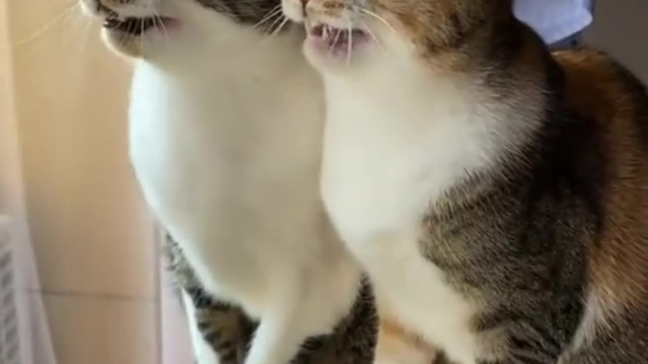 Cute and funny cat video.