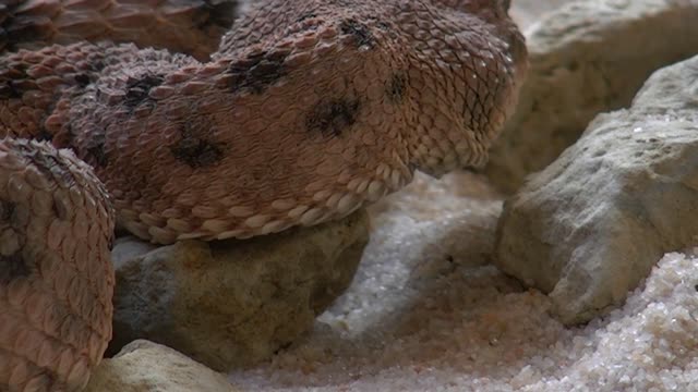 Amazing Snake Python King Cobra Big Battle in the Desert Mongoose