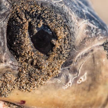 😮I FOUND A PLACE WITH THOUSANDS OF SEA TURTLES!