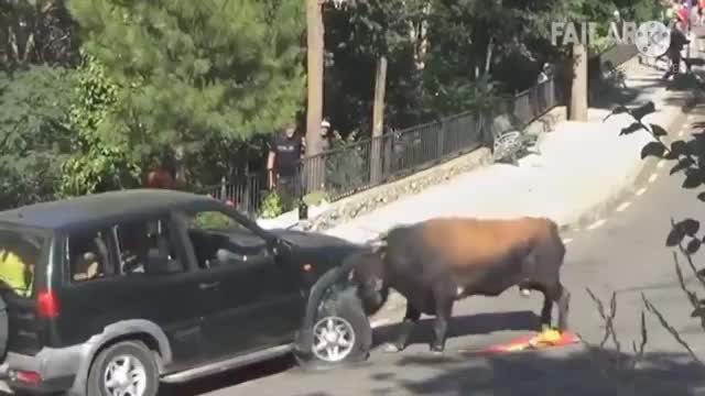 FUNNY ANIMAL VIDEO