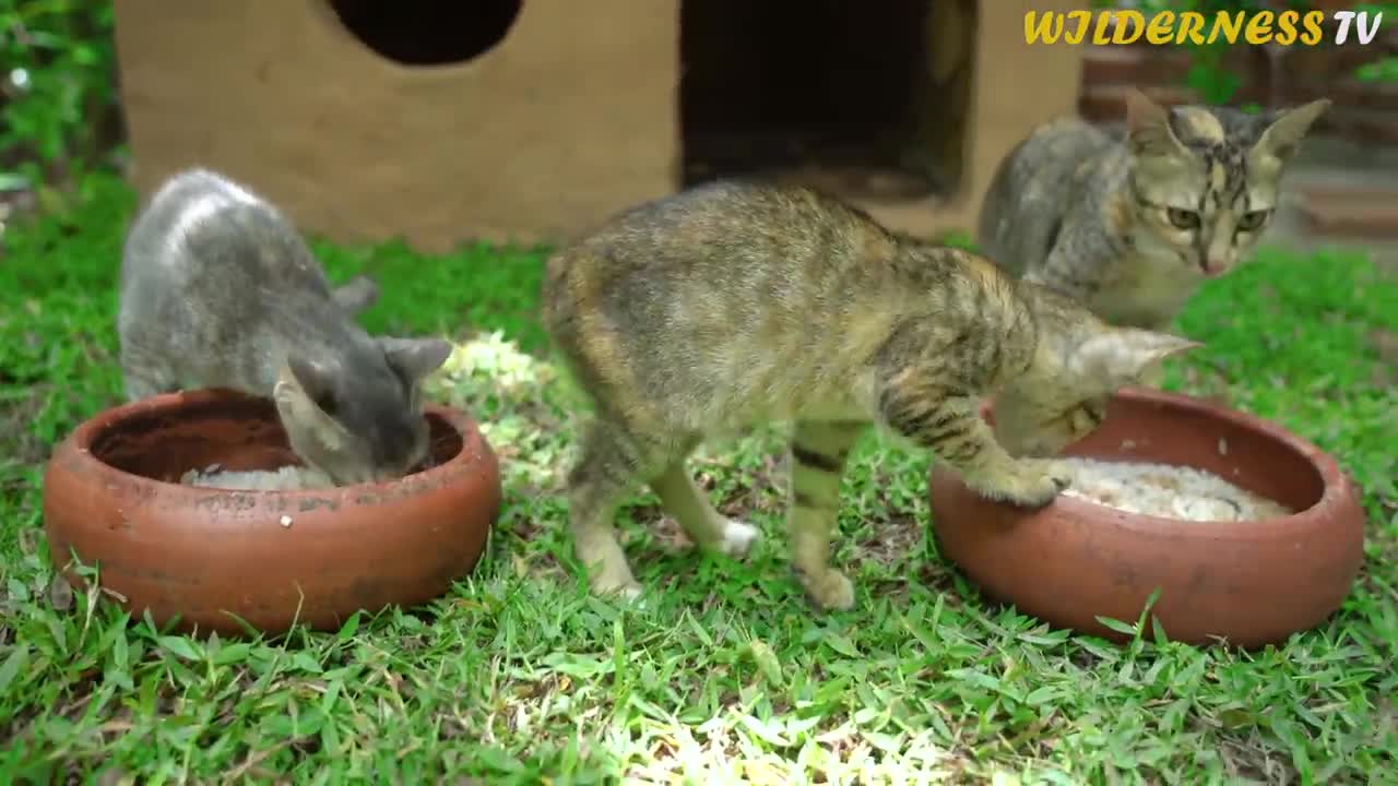 Rescue Abandoned Cats Building Mud House And Fish Pond For Crayfish