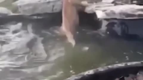 Funny-Animal-Fails 3