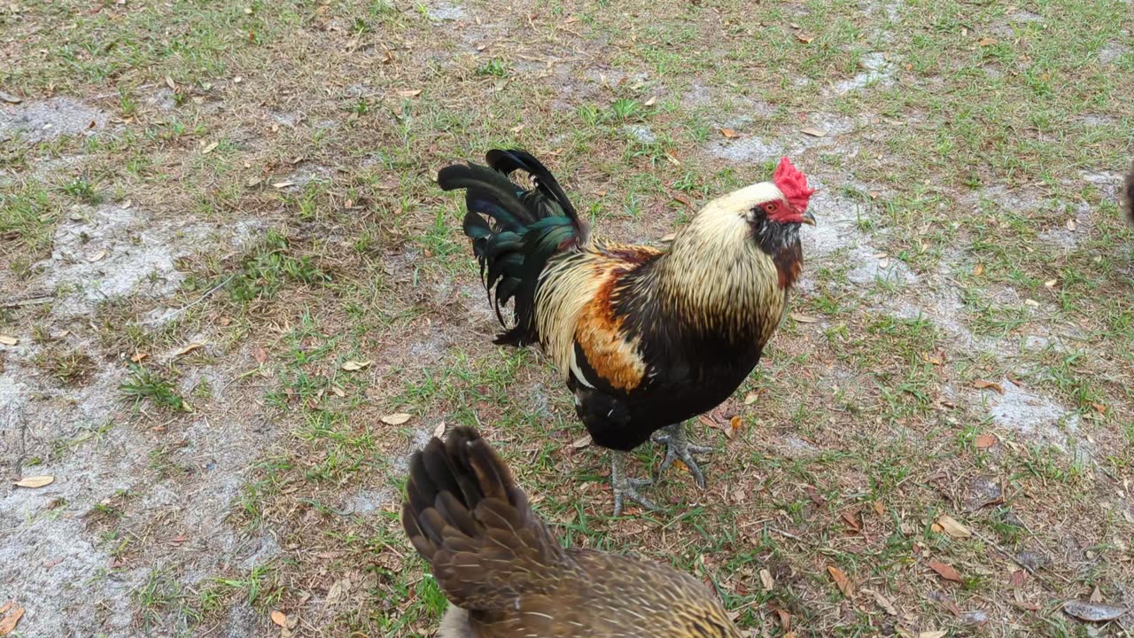 Cat watches chickens