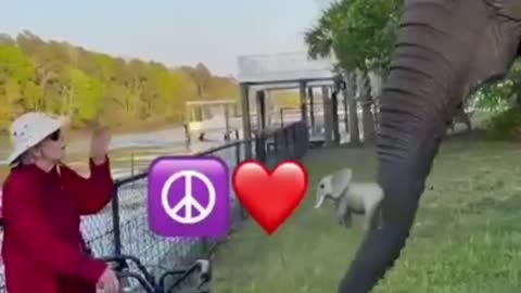 funnyanimals