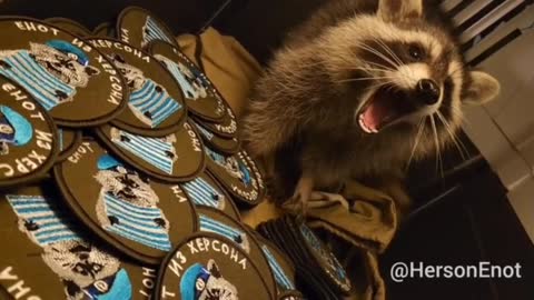 The first batch of amazing chevrons with "Raccoon from Kherson" has arrived