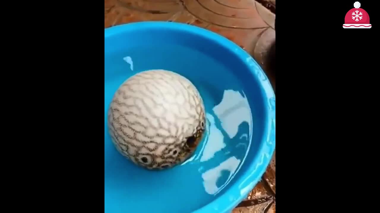Cute-baby animals Videos Compilation