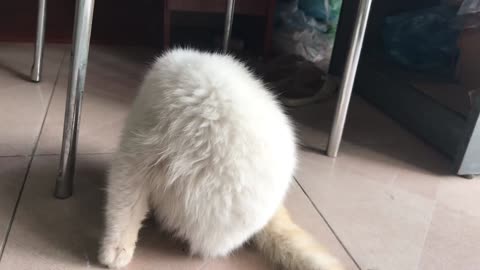 This White Cat is So Cute Surely You Wanna Have One Viral Cat