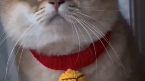 Funny Cute Cats Viral Clips