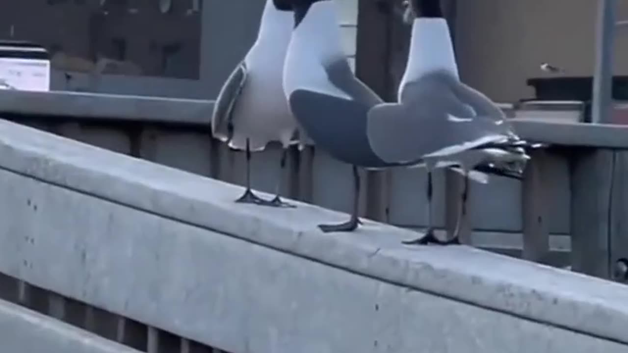 Funny video