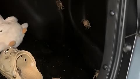 A Clawful Conundrum: Escaped Crabs Take Over Car Trunk