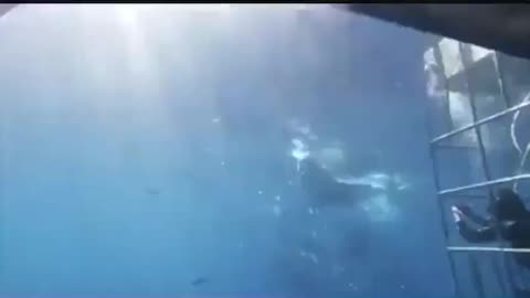 The shark's insistence on attacking fishermen caused him to lose his life watch the horror 🦈🦈🦈