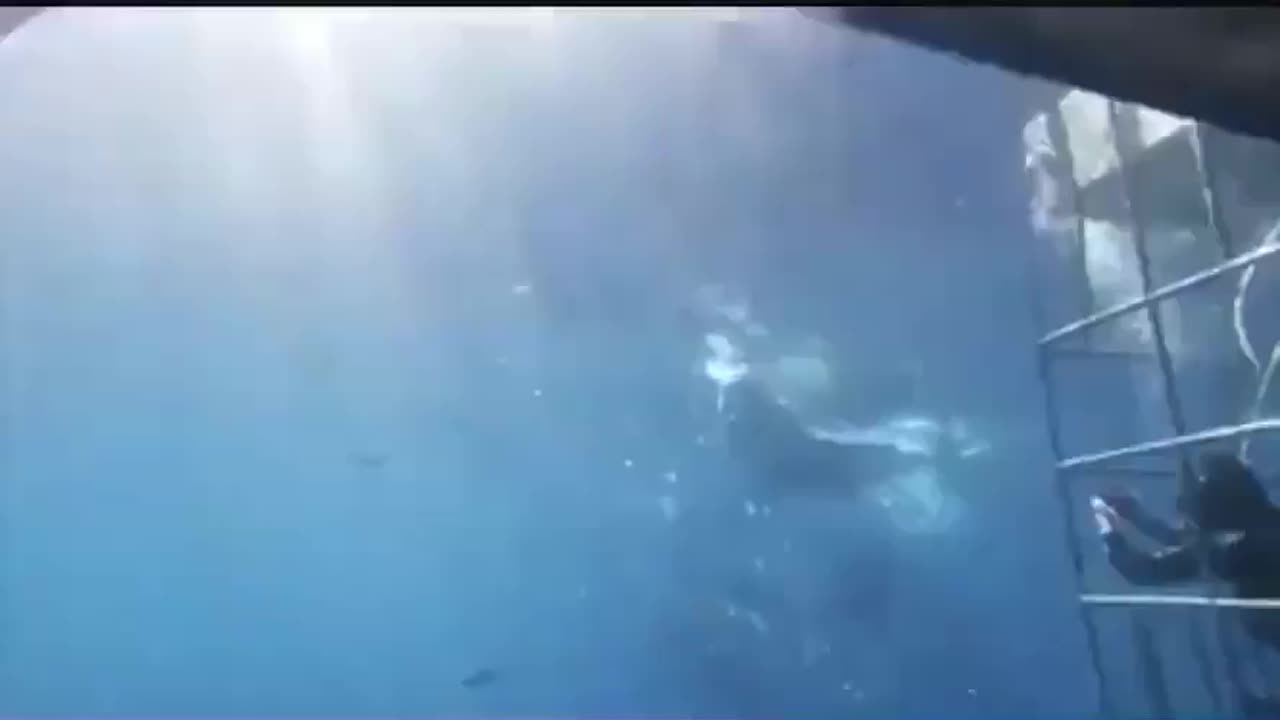 The shark's insistence on attacking fishermen caused him to lose his life watch the horror 🦈🦈🦈