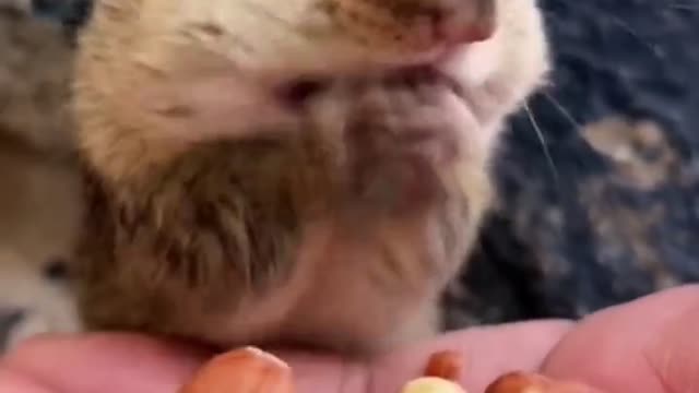 I don't know how many days it hasn't eaten