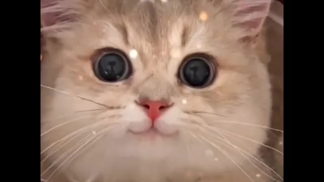 Very cute kitten.