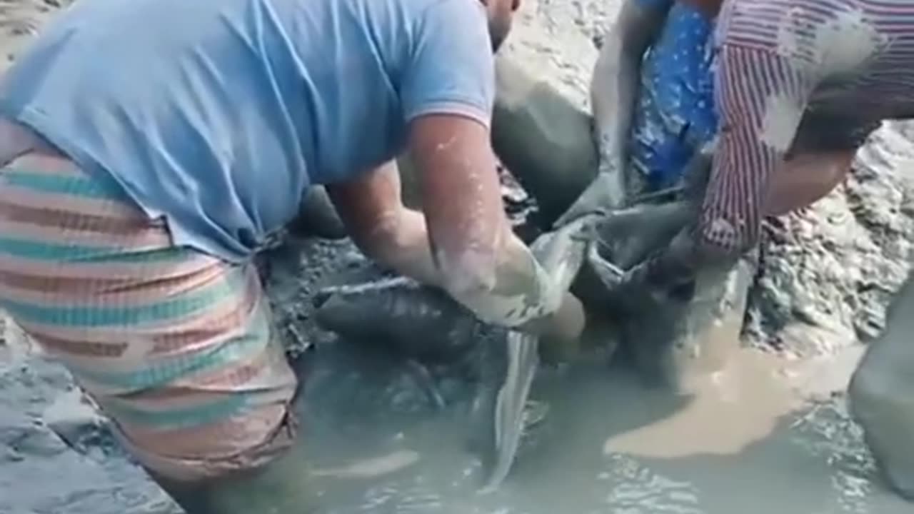 funny video of a father bird bitten by a catfish