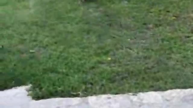 the cat chases the dog out of its yard