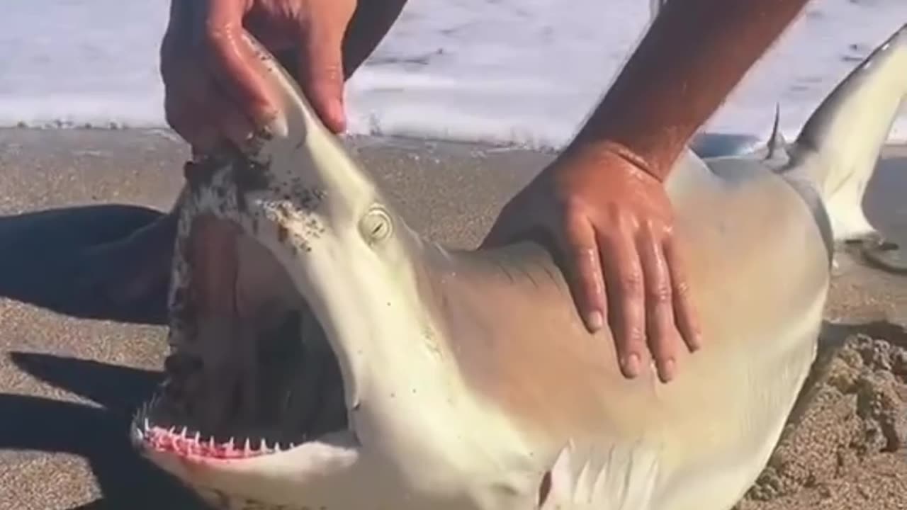 Resque a shark from Fishingline.