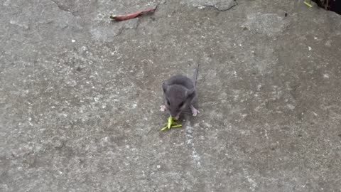White-footed Mouse