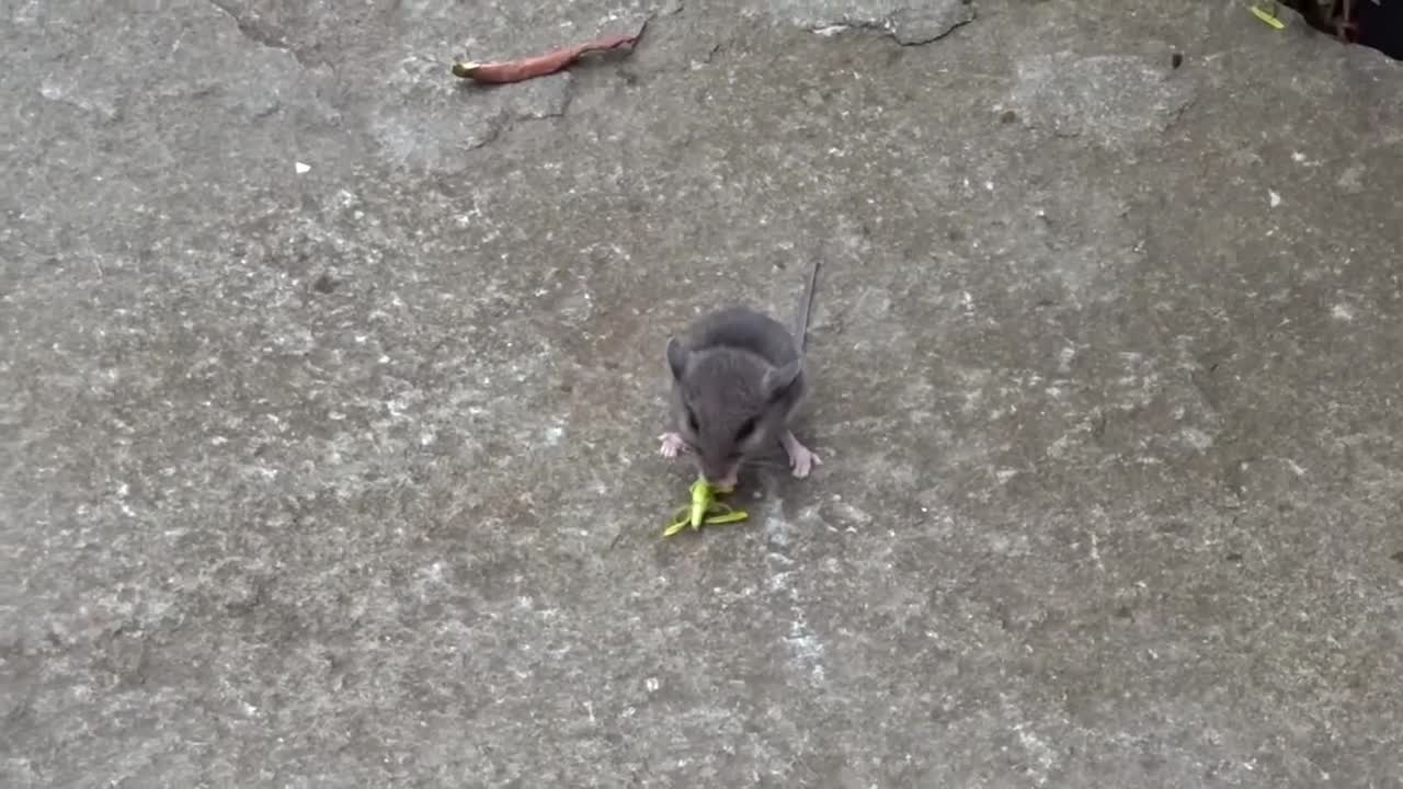 White-footed Mouse
