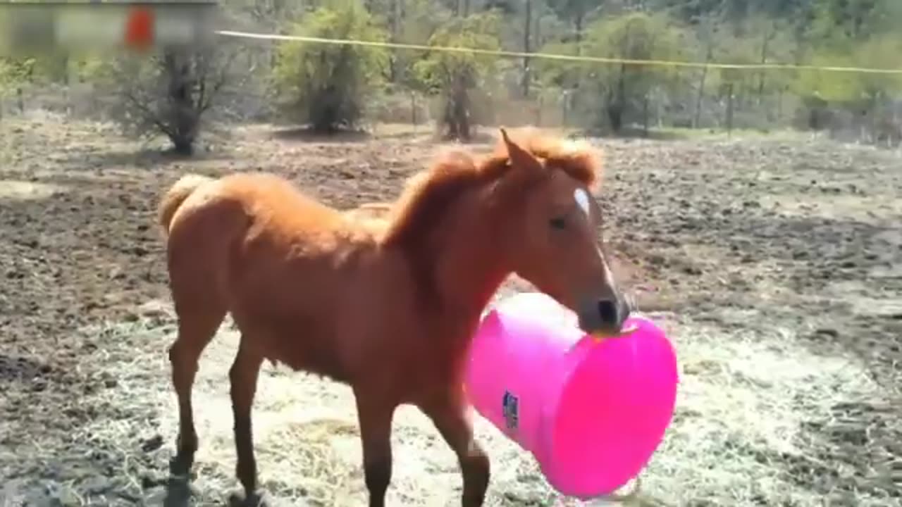 Funny horse