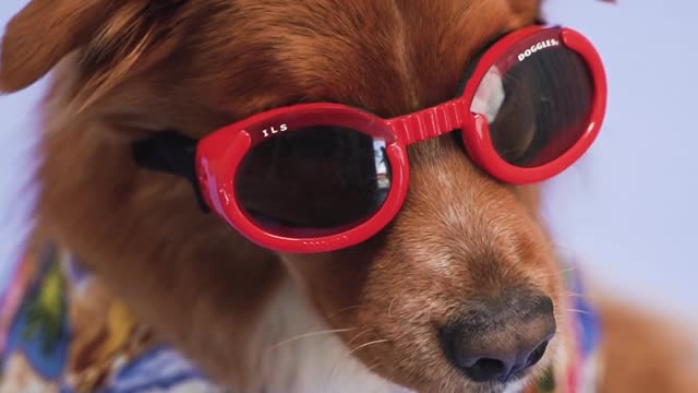 A Dog with Red Sunglasses