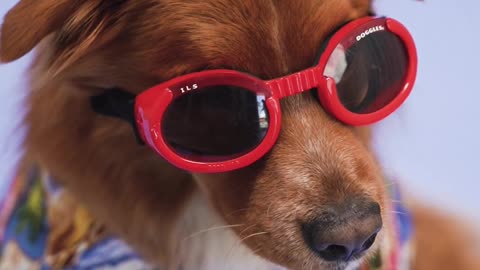 A Dog with Red Sunglasses