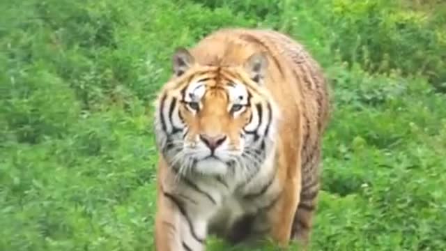 The best tigers in the world my youtube channel