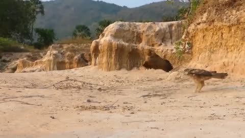 SERANGAN AYAM KE BURUNG ELANG