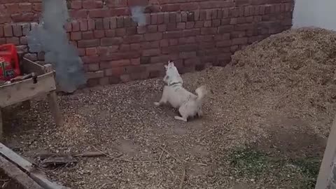 Little dog