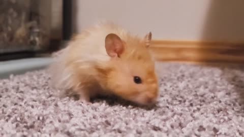 hamster