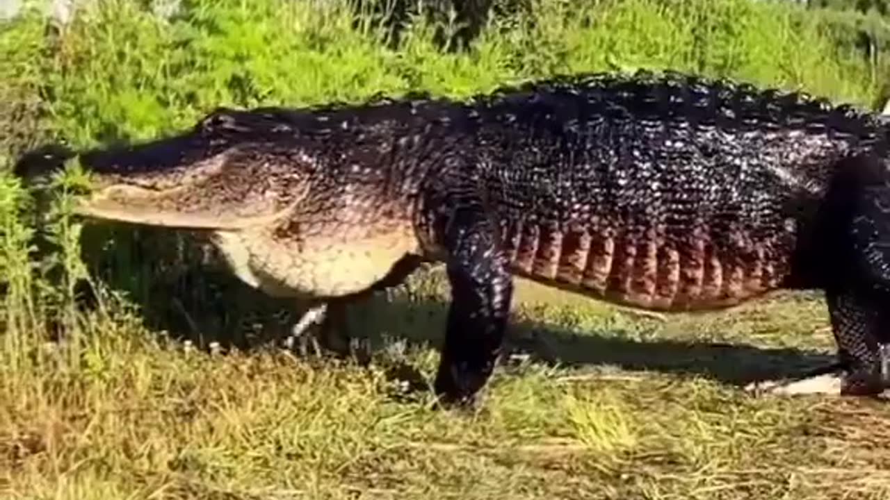 Man Spots a massive alligator while hiking