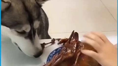 Jealous Husky finds out he's not the favorite child