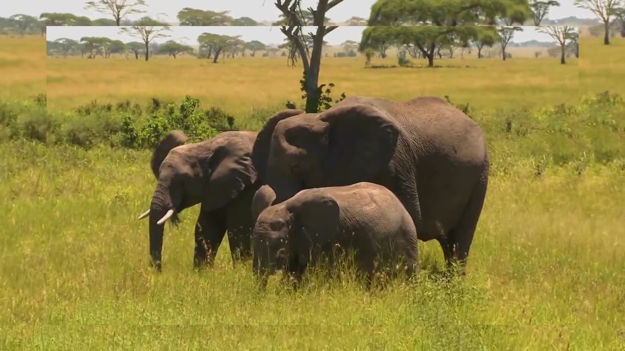 Elephant in The Wild in Africa 4K - Scenic Wildlife Film With Calming Music