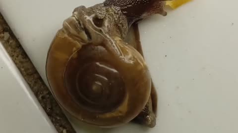 Snail Eating Chip Timelapse