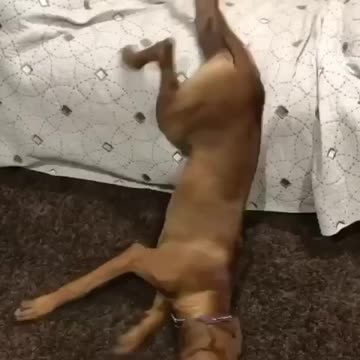 Dramatic response from dog