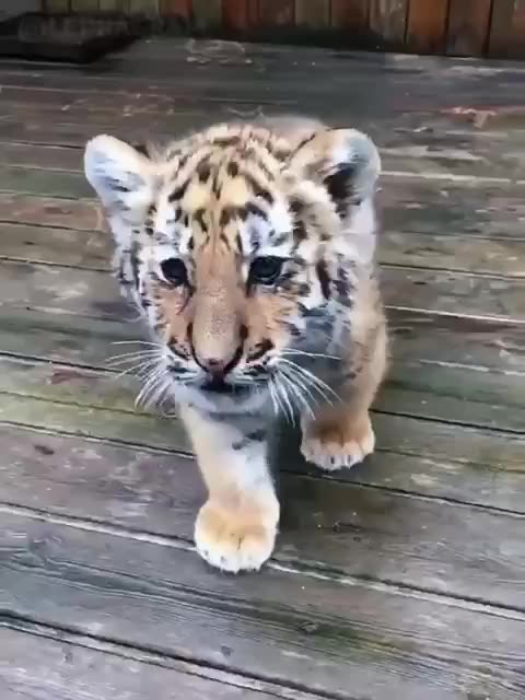 I am a tiger hear me roar 😍😊