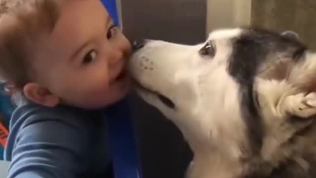 Dog & Baby Becoming Best Friends! #short