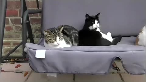 Cats Chilling On The Swing