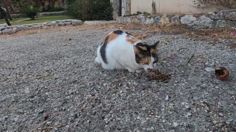 Two calico cats meowing and trilling for affection are more cute then each other