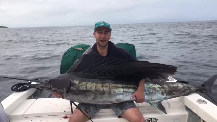 Sailfish Puerto Vallarta fishing with PV Sportfishing Captain Scooby