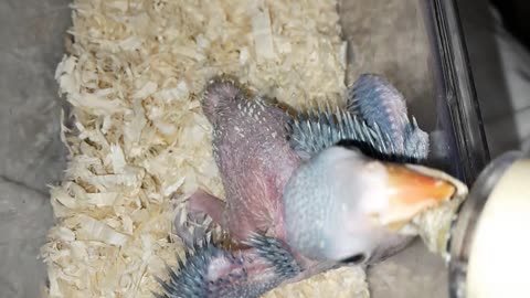 Baby parrot