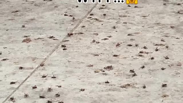 Large Grasshoppers Take Over Gas Station in Nevada