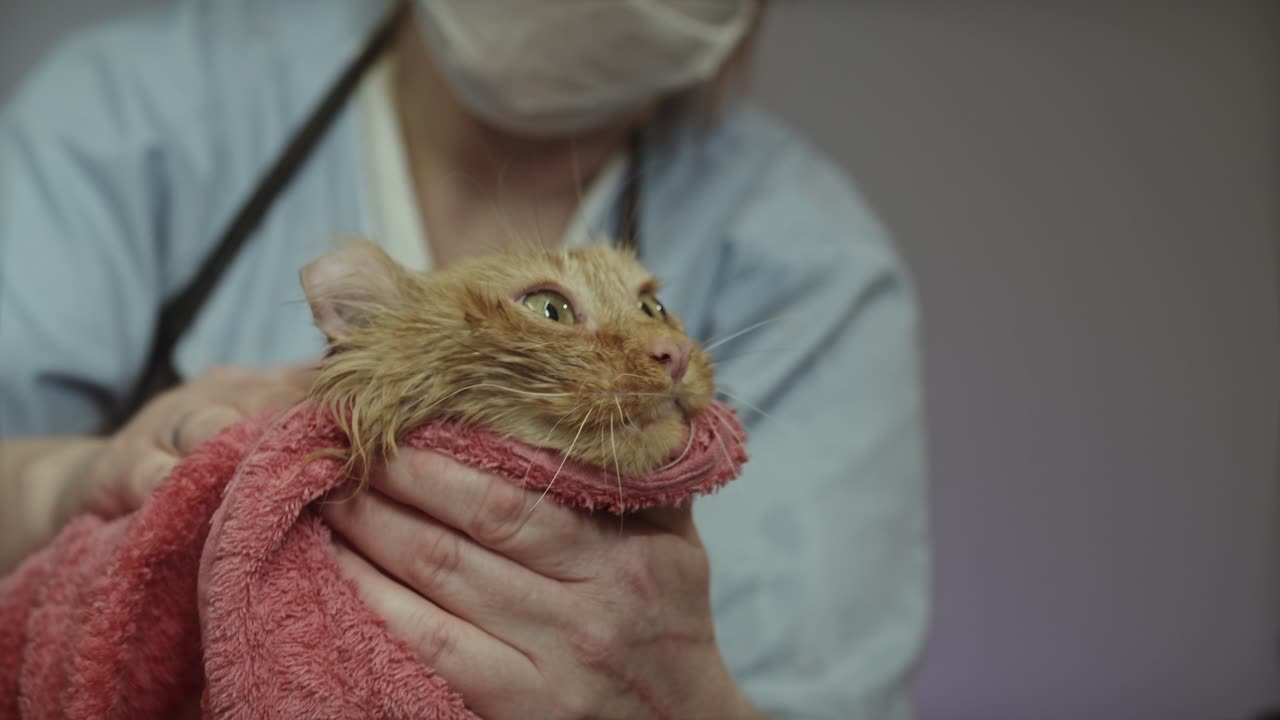 Cute cat having a towel massage after shower 😍