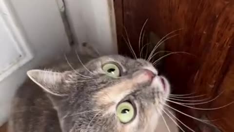 Funny animal videos