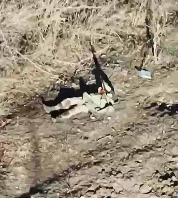 Ukrainian drones target wounded soldiers