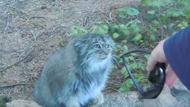 Very angry kitty at the zoo. 😺