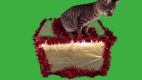 Kitten Christmas Animal December Pet Cute Winter 🤩🤩